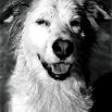 Wet_dog