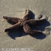 Martha's Vineyard 039