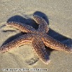 Martha's Vineyard 038