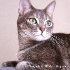 kitty