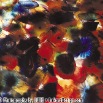 Color_Glass_Flowers