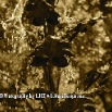 IMG_7511_2