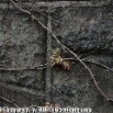 vine