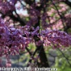 tree_flowering