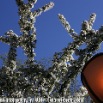 lamp_tree