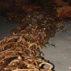 seaweed