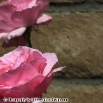 100_0772