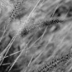 grass_3_strands