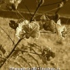 CIMG0909_2