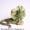 lizard